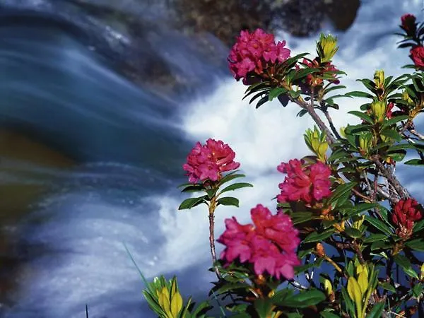 Hotel Alpengasthof Almrose Im Heutal Unken